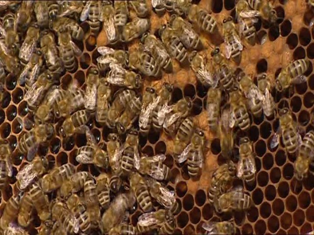 ELEGIR EL APRENDIZAJE, COMO LAS ABEJAS
