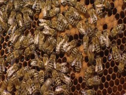 ELEGIR EL APRENDIZAJE, COMO LAS ABEJAS